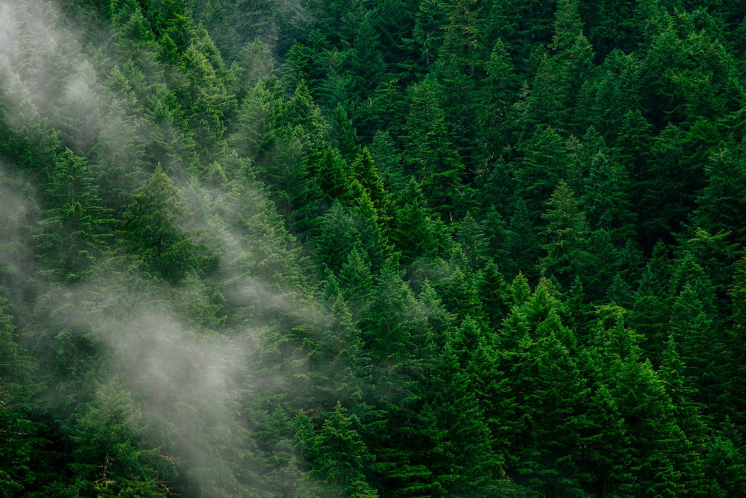 Photo Green forest